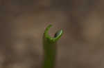 Common grape hyacinth